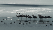 Porto lagos lagoons