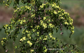 Jerusalem thorn (Paliurus spina-christi)