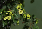 Jerusalem thorn (Paliurus spina-christi)