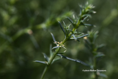 Salsola sp.