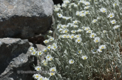 Cerastium candidissimum at Parnitha mountain