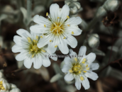 Cerastium candidissimum at Parnitha mountain