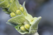 Mountain tea (Sideritis euboea)at Dirfis mountain at Evia island