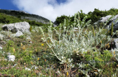 Mountain tea (Sideritis euboea)at Dirfis mountain at Evia island