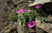 Geranium subcaulescens at Smolikas mountain