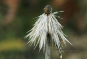 The remains of Echinops sp. flower from Taygetos mountain