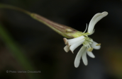 Silene sp. at Taygetos mountain