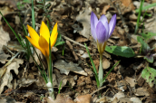 Crocus flavus ssp atticus και Crocus nivalis  at Parnitha mountain