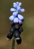 Muscari pulchellum at Parnitha mountain