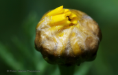 Chrysanthemum coronarium