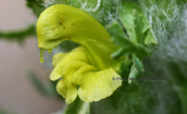 Pedicularis graeca at Giona mountain