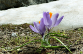 Crocus veluchensis by snow patches at Giona mountain