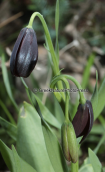 Fritillaria obliqua at Attica