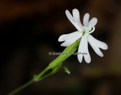 Silene sp. at Dirfis mountain