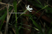 Silene sp. at Dirfis mountain