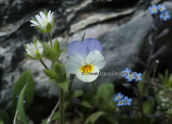 Viola sp. at Parnitha mountain