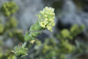 Mountain tea (Sideritis sp.) at Dirfis mountain