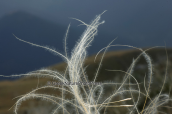 Stipa pennata at Timfristos mountain