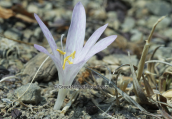 The first autumn flowers at Parnitha mountain