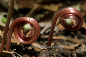 Buds of the cyclamen hederifolium