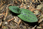 The first leaves of  Orchis quadripunctata appears at the forest