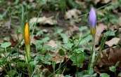 Crocus at Parnitha mountain