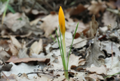 Crocus at Parnitha mountain