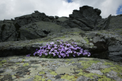 Aubrieta deltoidea at Ochi mountain