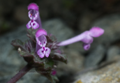 Lamium amplexicaule at Ochi mountain