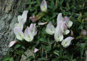 Astragalus sp. at Ochi mountain