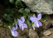 Viola sp. at Ochi mountain