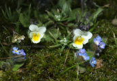 Viola sp. at Ochi mountain