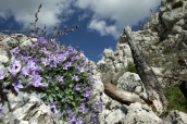 The endemic campanula of Parnitha mountain (Campanula celsii subsp. parnesia)