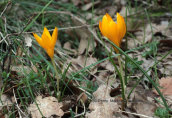 Crocus flavus ssp atticus at Parnitha mountain