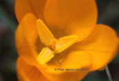 Crocus flavus ssp atticus at Parnitha mountain