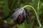 Fritillaria obliqua at Attica