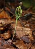 A new pine tree is born at Olympus mountain