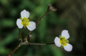 Alisma sp. at Kerkini lake