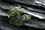 Potentilla deorum at Olympus mountain