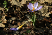 Crocus nivalis at Parnitha mountain