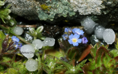 Myosotis sp. with hail at Ochi mountain