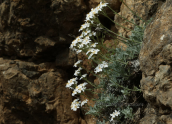 Achillea umbellata at Ziria mountain