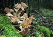 Mushroom at Parnassus mountain