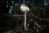 Macrolepiota sp. at Dirfis mountain