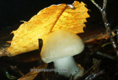 Mushroom at Dirfis mountain