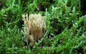 Ramaria sp. at Menalo mountain