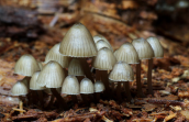 Mycena sp. at Parnitha mountain