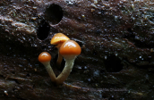 Galerina marginata at Parnitha mountain