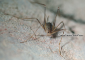 Camel cricket