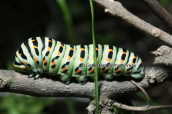 Papilio machaon